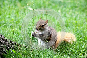 Squirrel eating an acorn