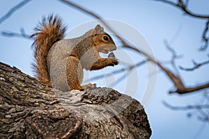Squirrel eating an acorn