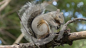 Squirrel eating an acorn