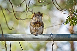 Squirrel Eating an Acorn