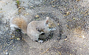 Squirrel eating an acorn in Boston Public Garden, USA