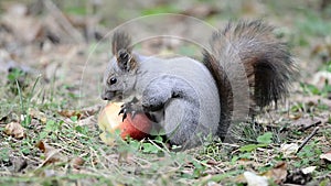 Squirrel eating an apple