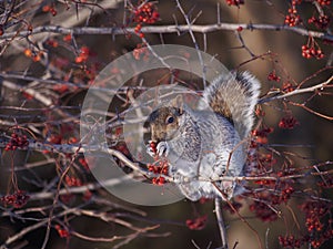 Squirrel eating berries