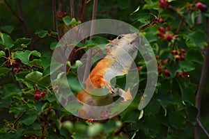 Squirrel eating berries on a tree