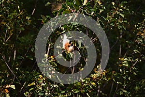 Squirrel eating berries on a tree in the forest