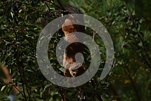Squirrel eating berries on a tree in the garden