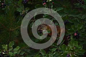 Squirrel eating berries on a tree