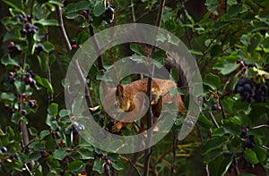 Squirrel eating berries on a tree