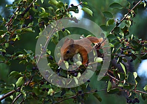 Squirrel eating berries on a tree