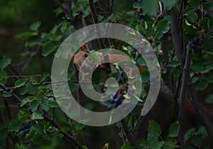 Squirrel eating berries on a tree