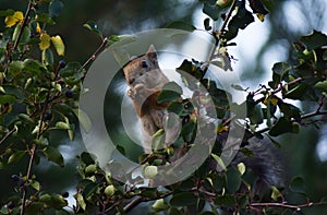 Squirrel eating berries on a tree