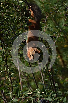 Squirrel eating berries on a tree upside down