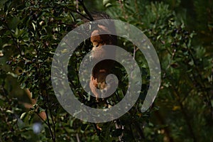 Squirrel eating berries on a tree upside down