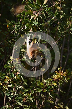 Squirrel eating berries on a tree upside down