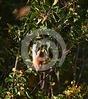 Squirrel eating berries on a tree upside down