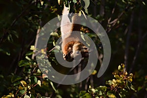 Squirrel eating berries on a tree upside down
