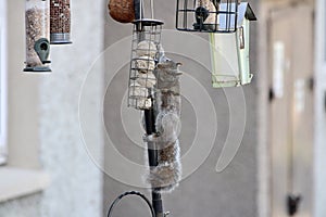 Squirrel Eating From a Bird Feeder
