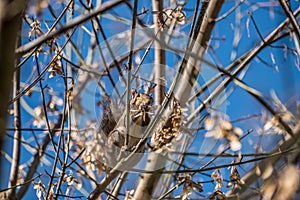 Squirrel eating boxelder seeds