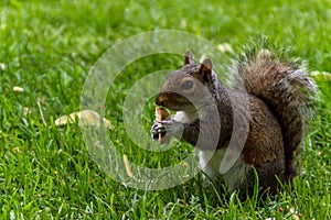 Squirrel eating bread