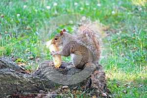Of squirrel eating bread image