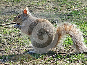 Squirrel eating a brownie