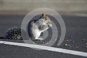 Squirrel eating candies