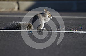 Squirrel eating candies