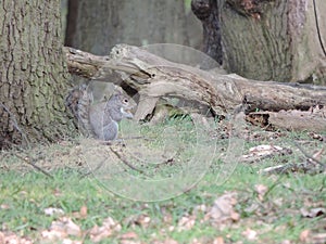 Squirrel eating carrot in the park