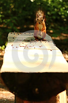 Squirrel eating cedar nuts on the bench