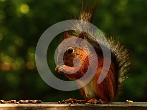 Squirrel eating cedar nuts on the bench