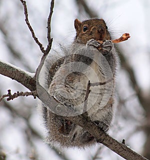 Squirrel