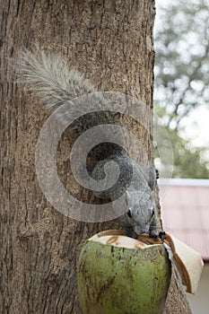 Squirrel eating coconut tied at the tree