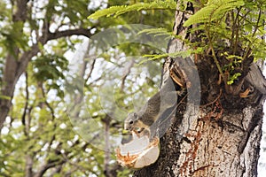 Squirrel eating coconut on tree.