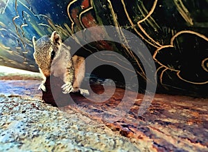 Squirrel eating a cookie, striped squirrel or palm chipmunk in a shelter in old tower fed by tourist