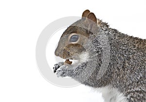 Squirrel eating crumb