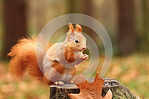 Squirrel eating