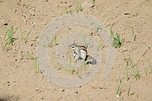 A squirrel eating and destroying wheat crop and sprouts crops in the field