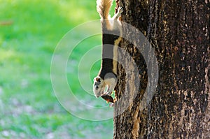 Squirrel eating a dry fruit on the tree