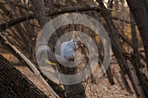 Squirrel eating from a feeder