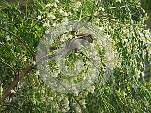 squirrel eating flower buds sitting on branch of tree white