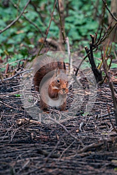 Squirrel eating in forest or park environment