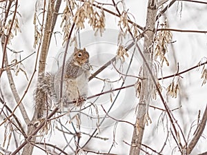 Squirrel eating the fruits of a bare maple tree in winter