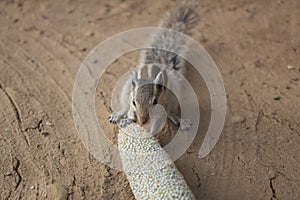 Squirrel eating a grain of millet lying on the ground