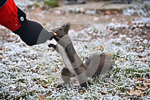 Squirrel eating from hand