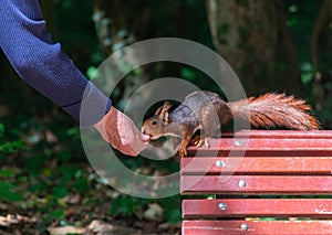 Squirrel eating hand in hand on bench in park