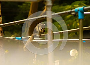 Squirrel eating on the hanging rack