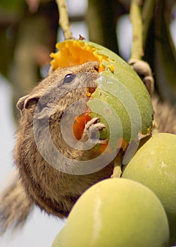 Squirrel eating mango
