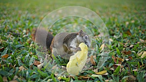 Squirrel Eating Mango