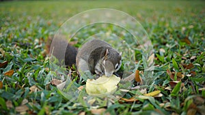 Squirrel Eating Mango