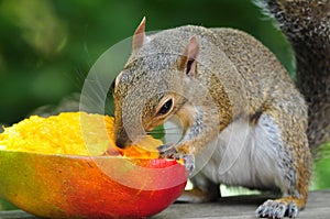 Squirrel Eating Mango